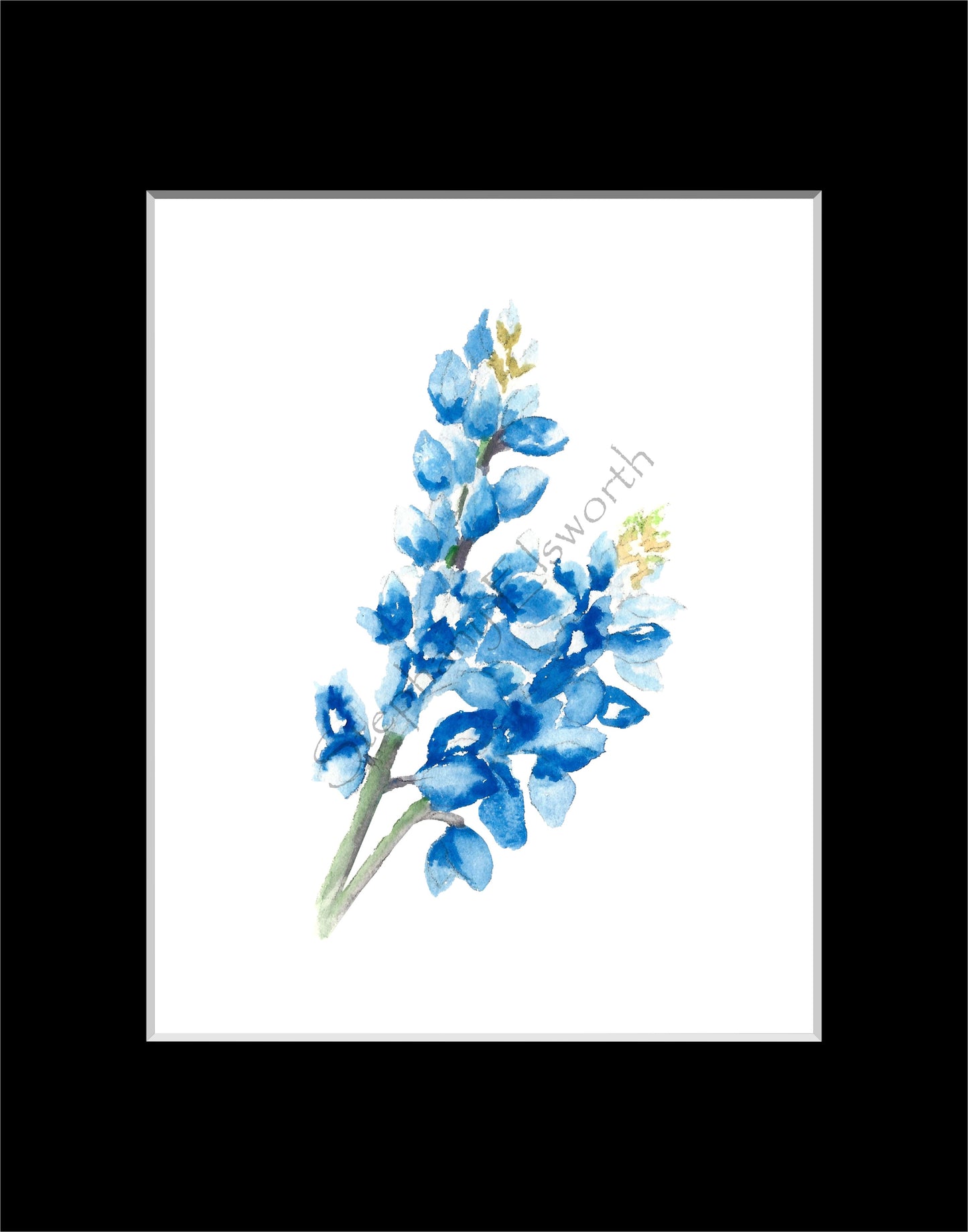 Texas Bluebonnet Watercolor Prints 8 x 10 inches in 11 x 14 mat Set of Four