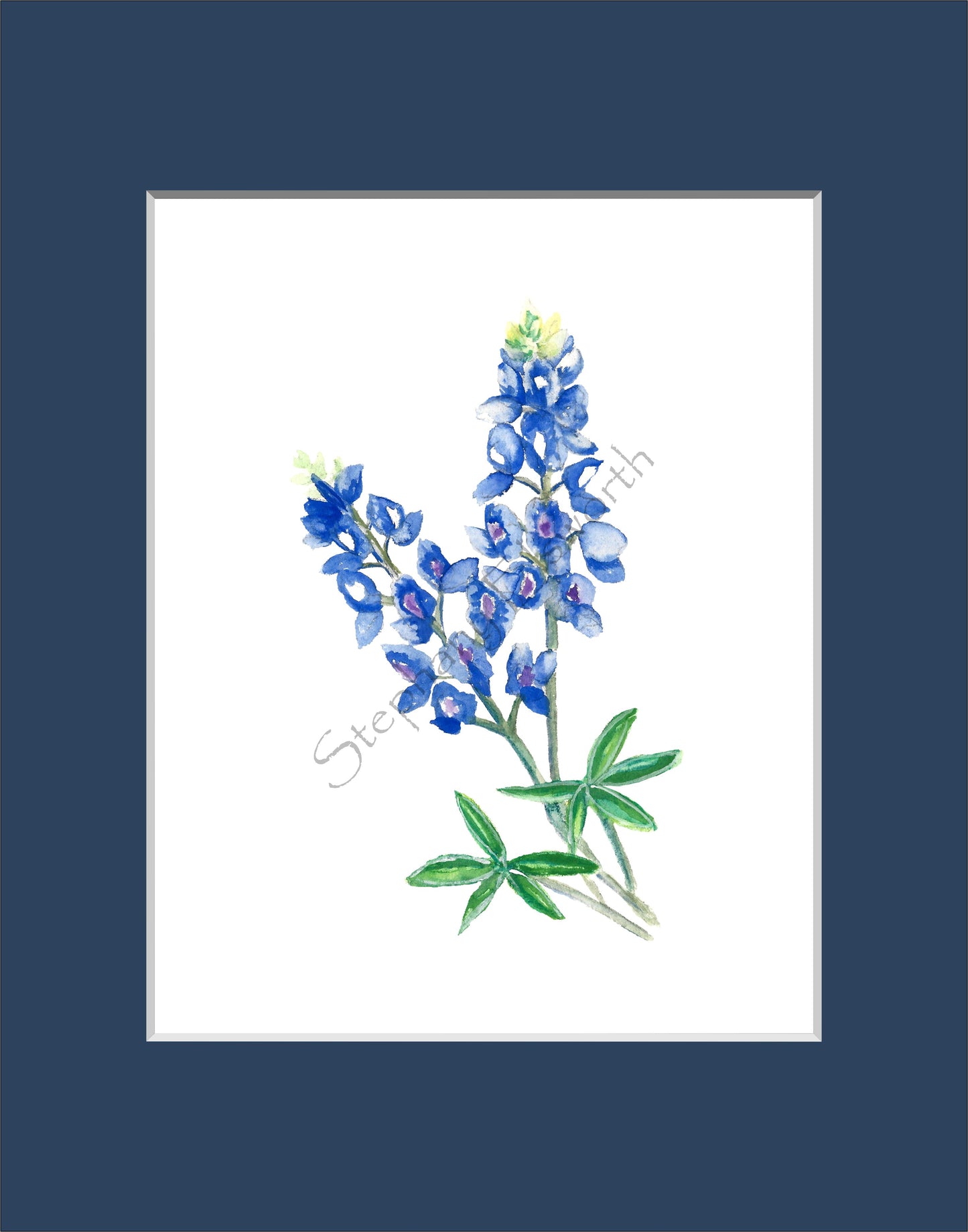 Texas Bluebonnet Watercolor Prints 8 x 10 inches in 11 x 14 mat Set of Four