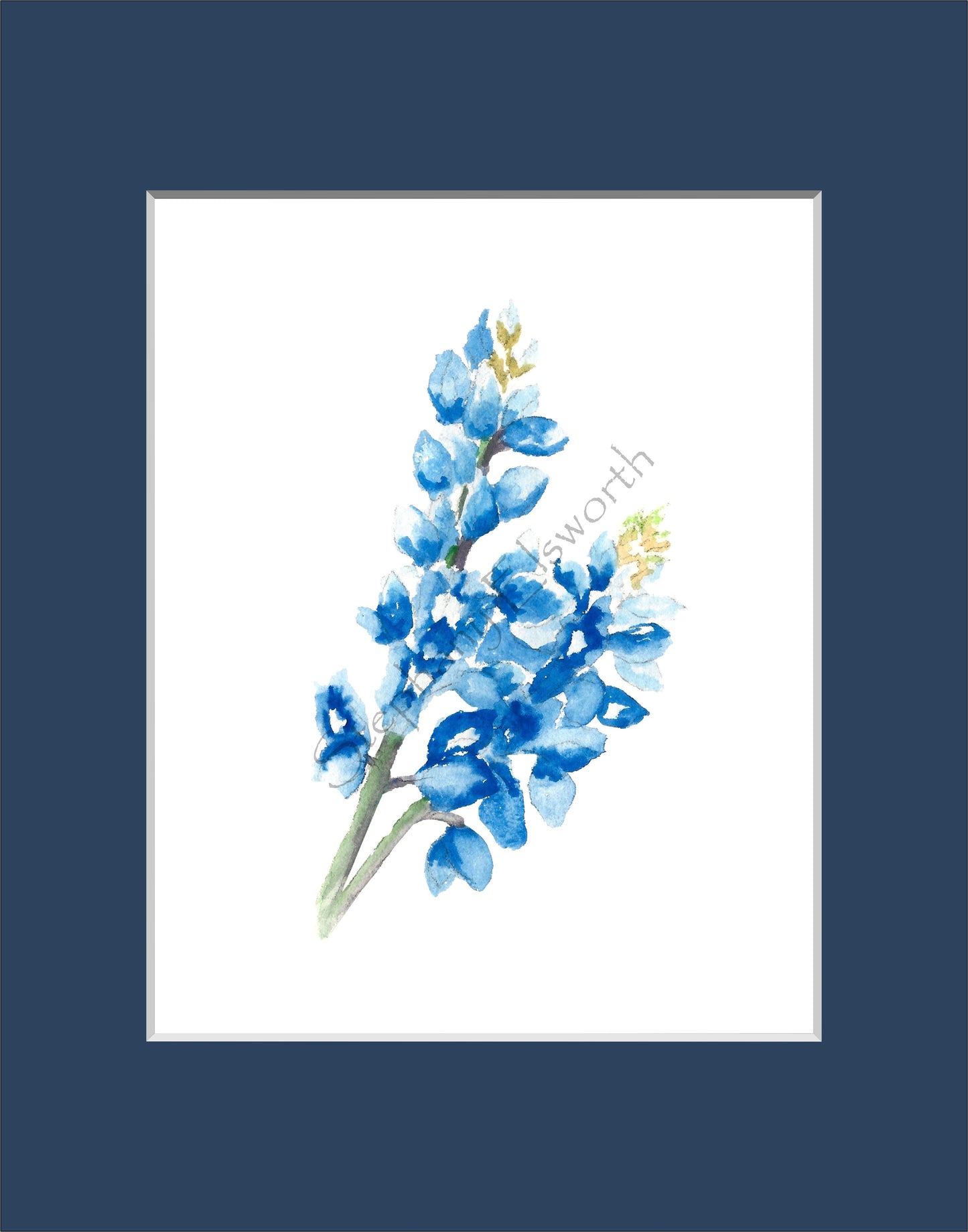 Texas Bluebonnet Watercolor Prints 8 x 10 inches in 11 x 14 mat Set of Four