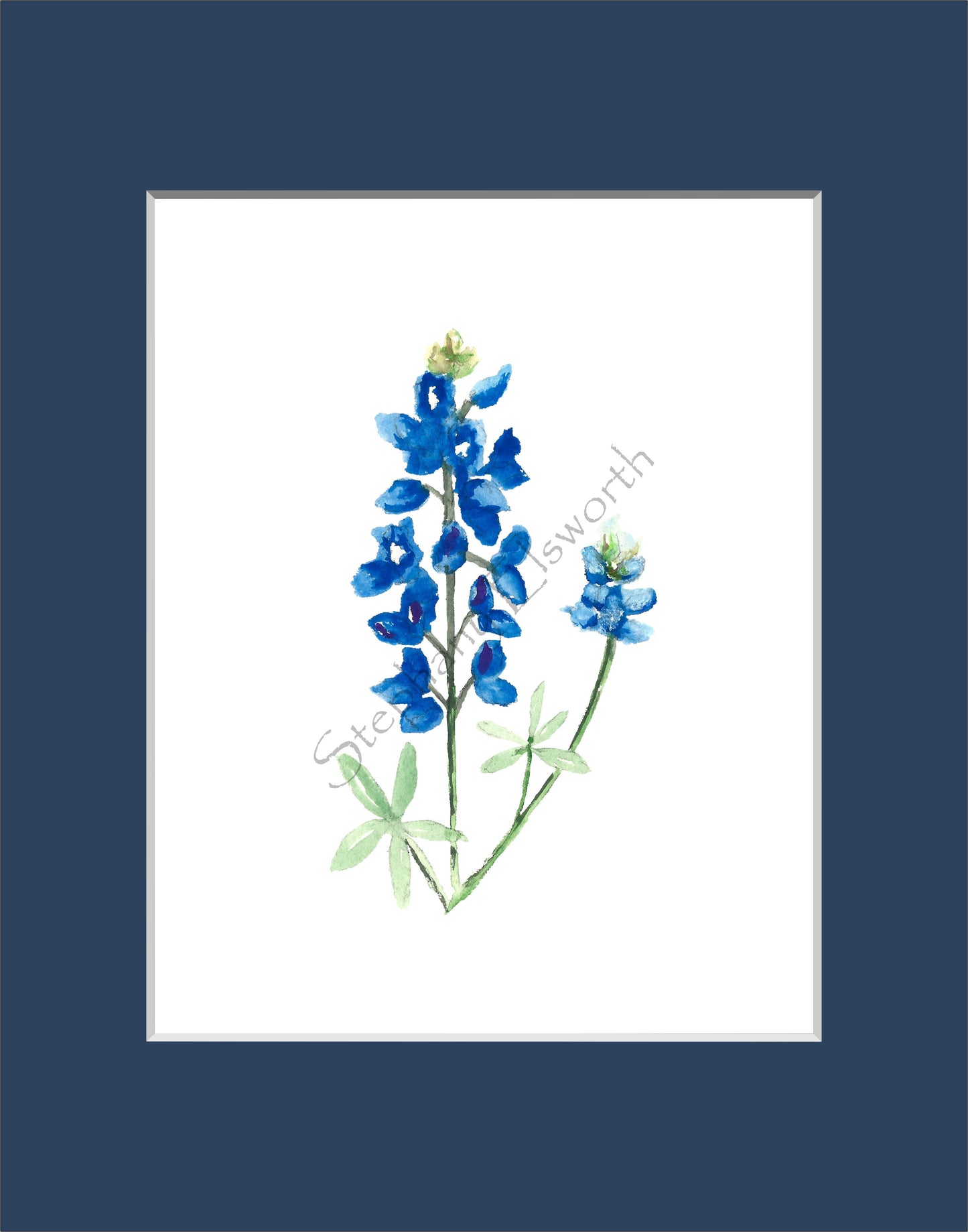 Texas Bluebonnet Watercolor Prints 8 x 10 inches in 11 x 14 mat Set of Four