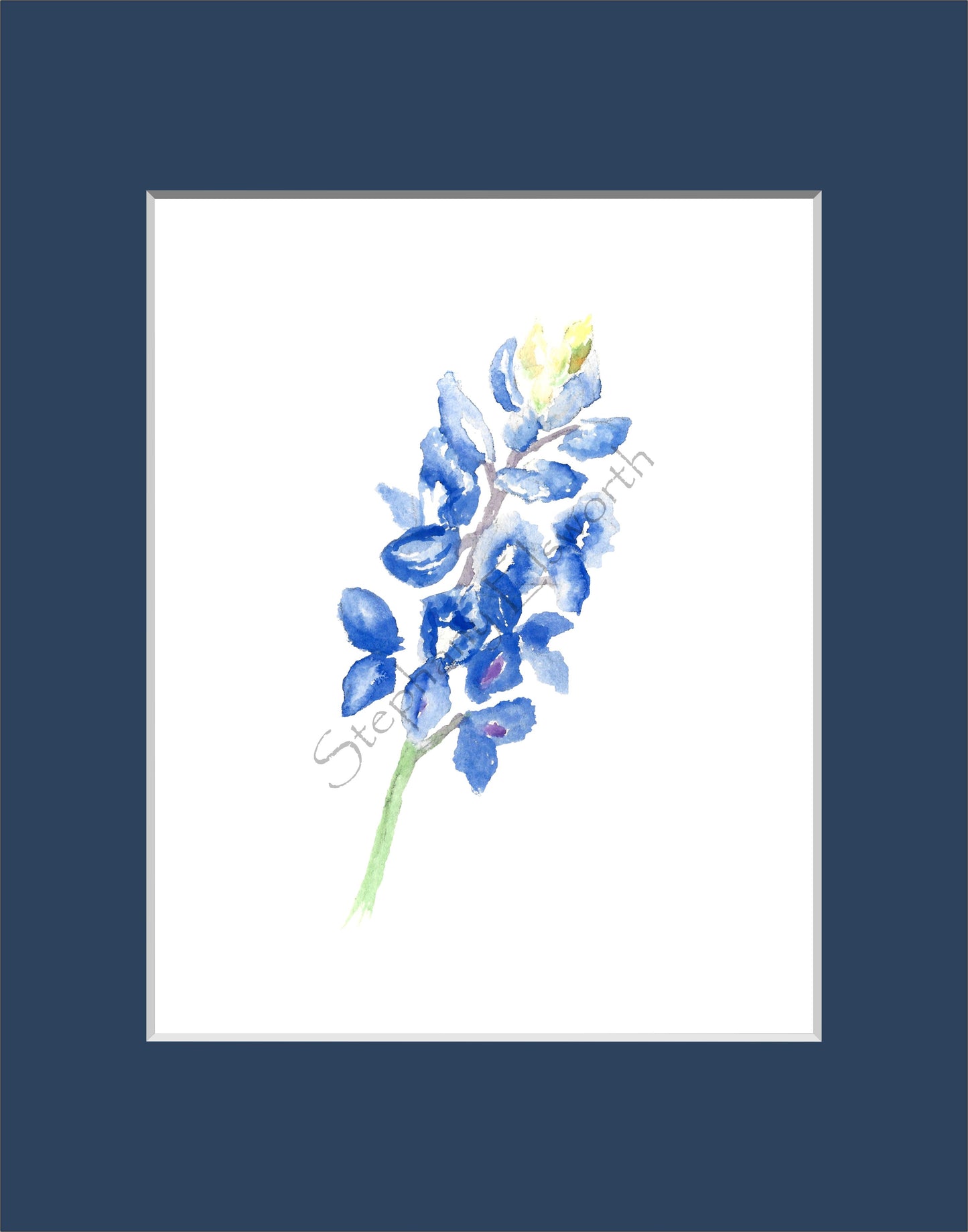 Texas Bluebonnet Watercolor Prints 8 x 10 inches in 11 x 14 mat Set of Four