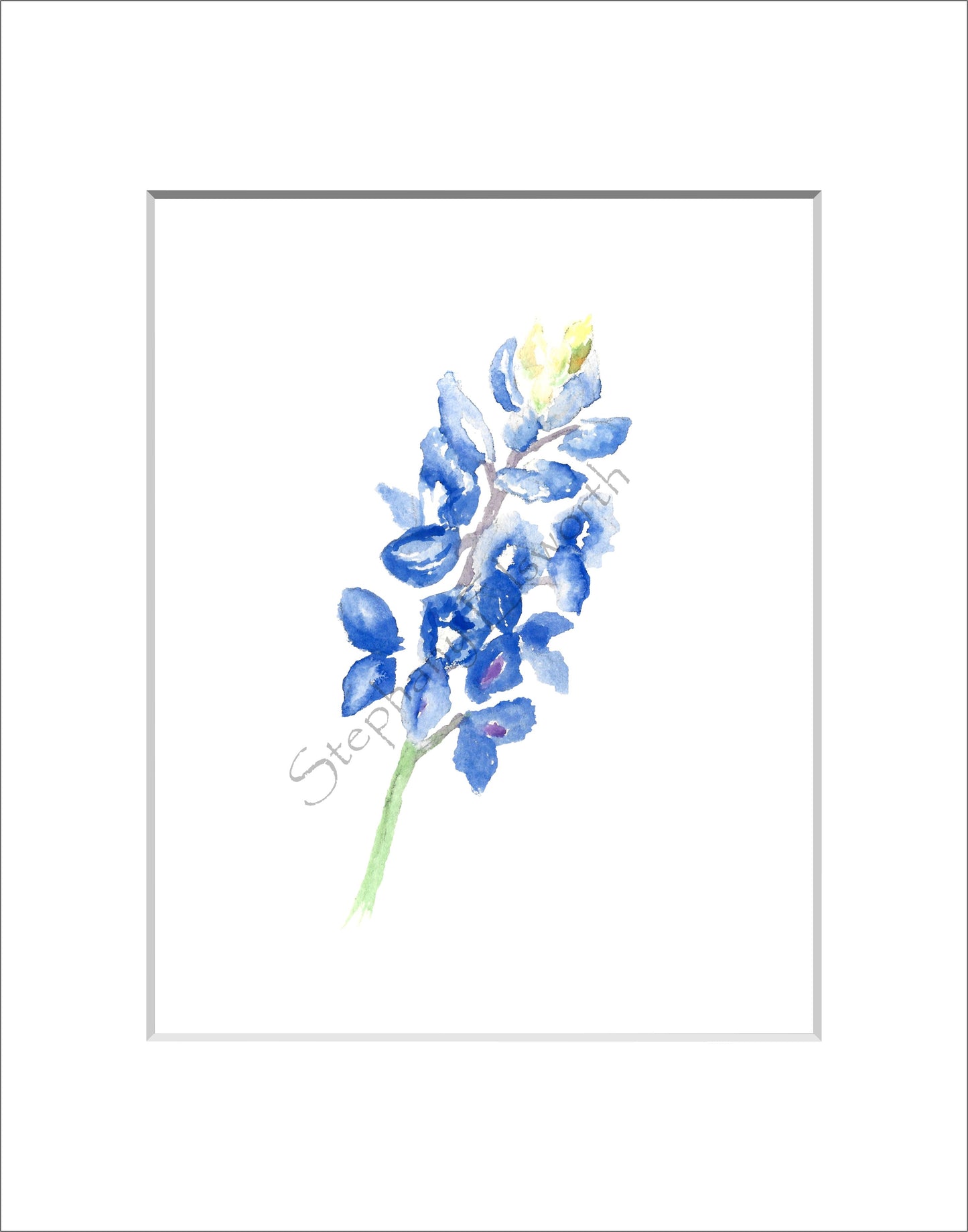 Texas Bluebonnet Watercolor Prints 8 x 10 inches in 11 x 14 mat Set of Four