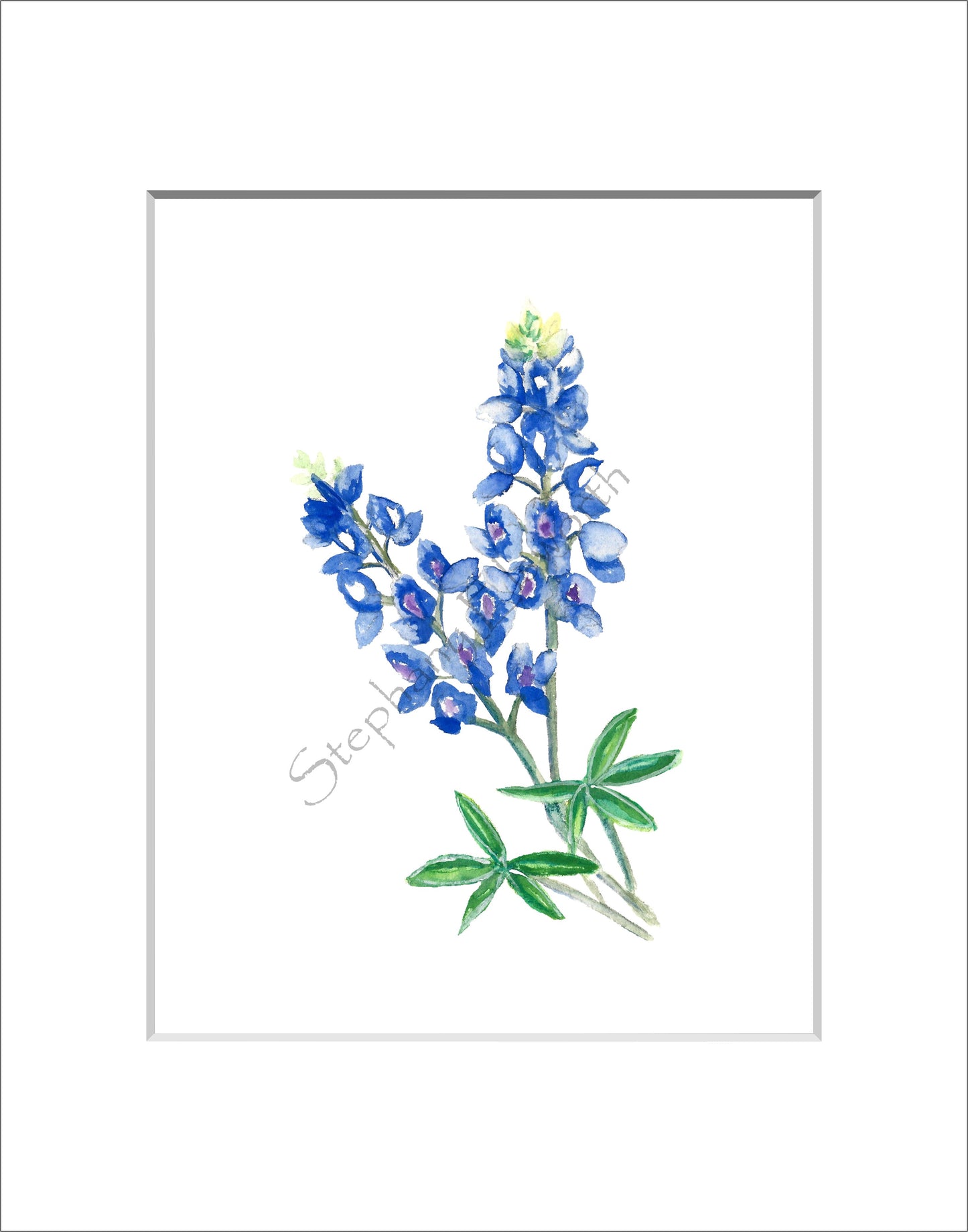 Texas Bluebonnet Watercolor Prints 8 x 10 inches in 11 x 14 mat Set of Four