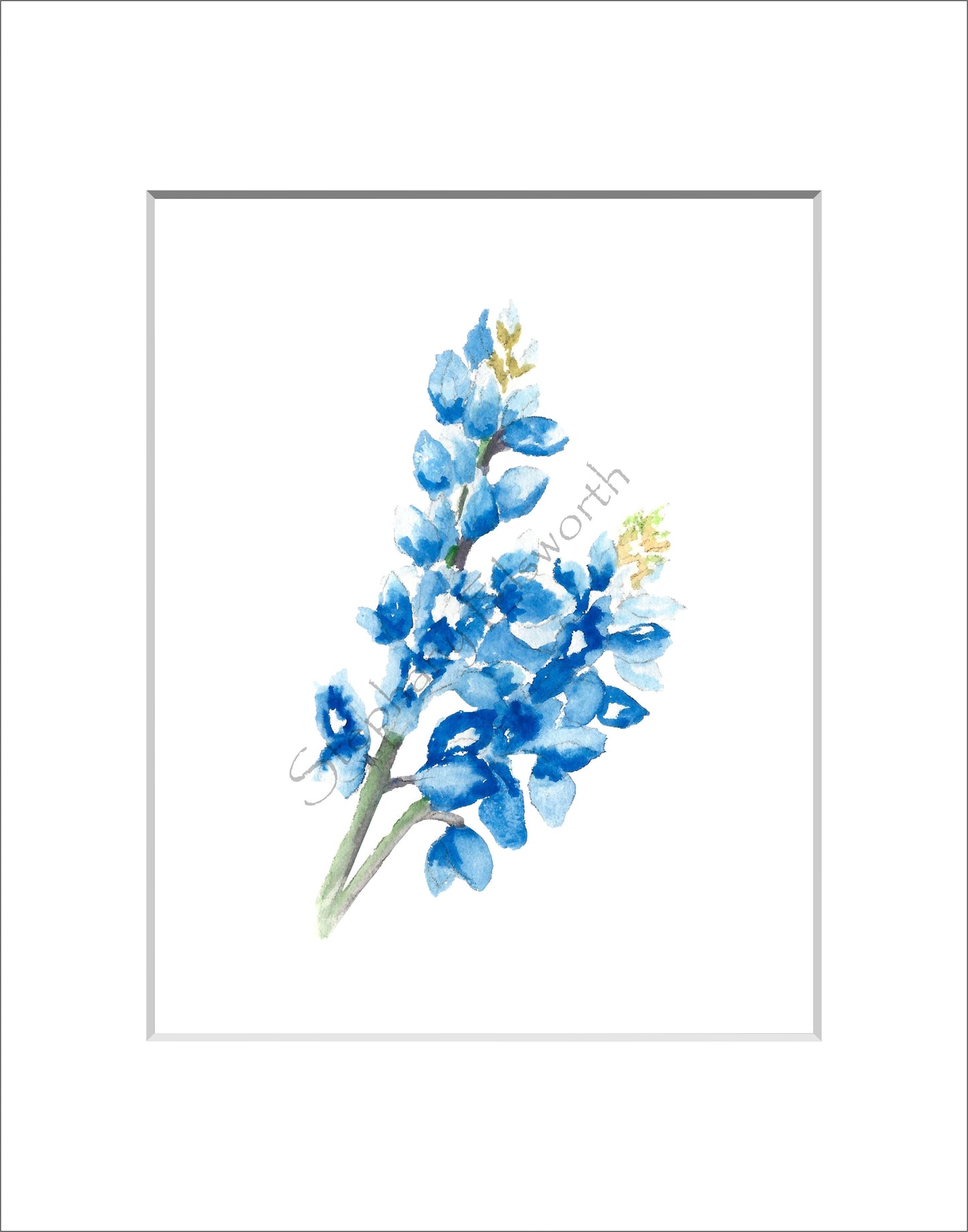 Texas Bluebonnet Watercolor Prints 8 x 10 inches in 11 x 14 mat Set of Four