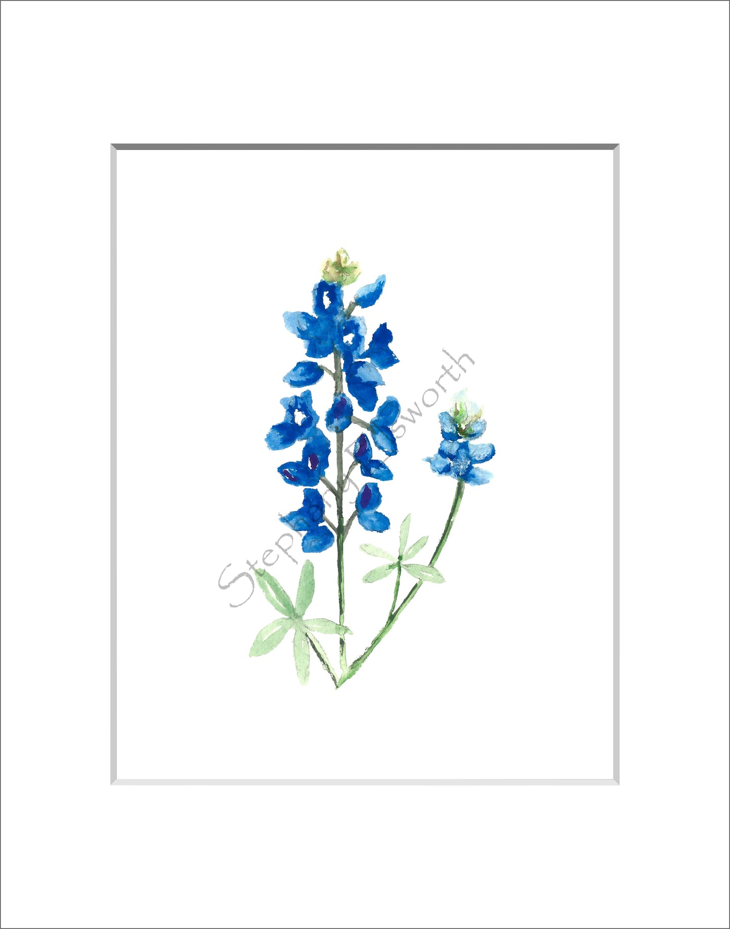 Texas Bluebonnet Watercolor Prints 8 x 10 inches in 11 x 14 mat Set of Four