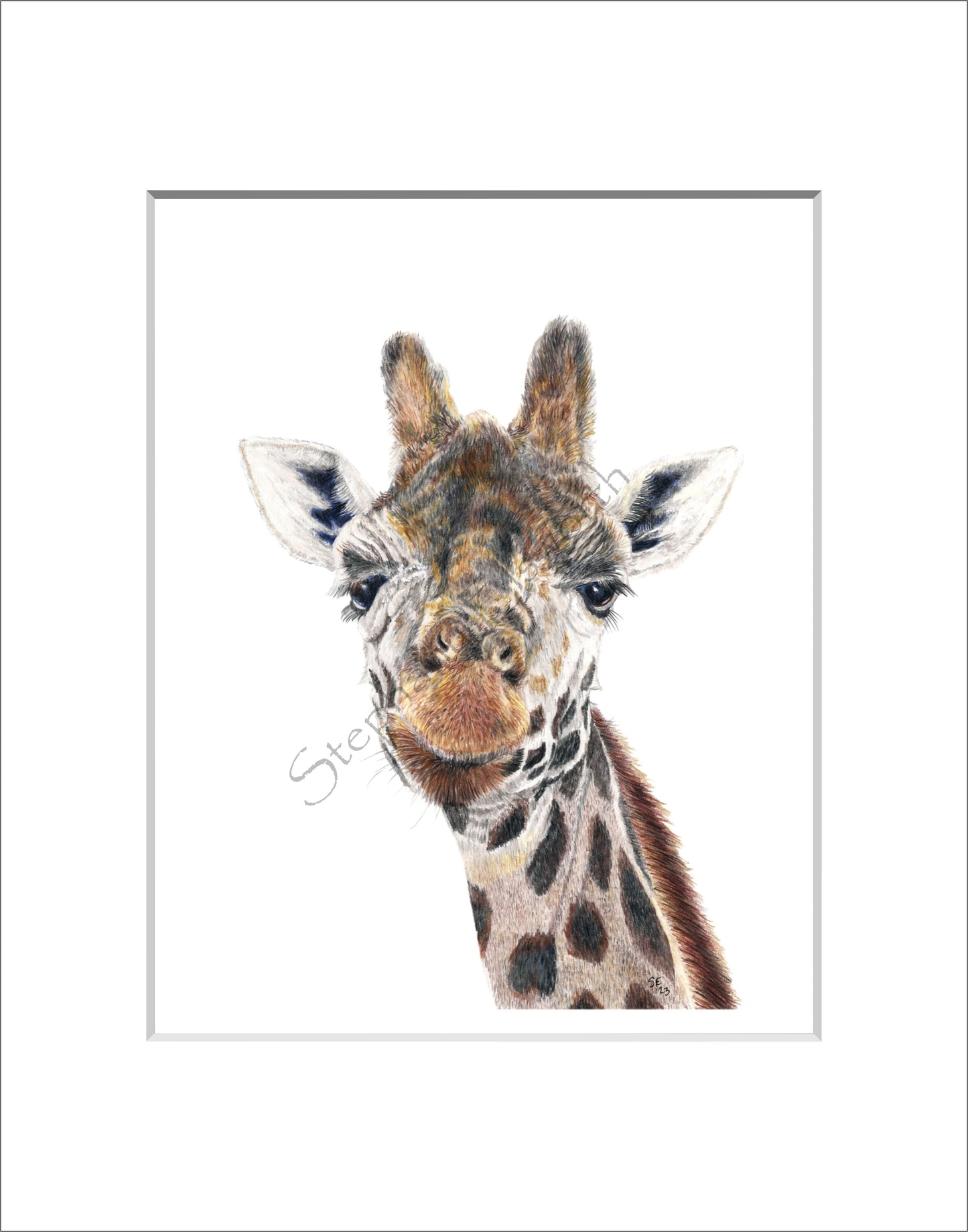 Giraffe 8 x 10 Original Colored Pencil Drawing