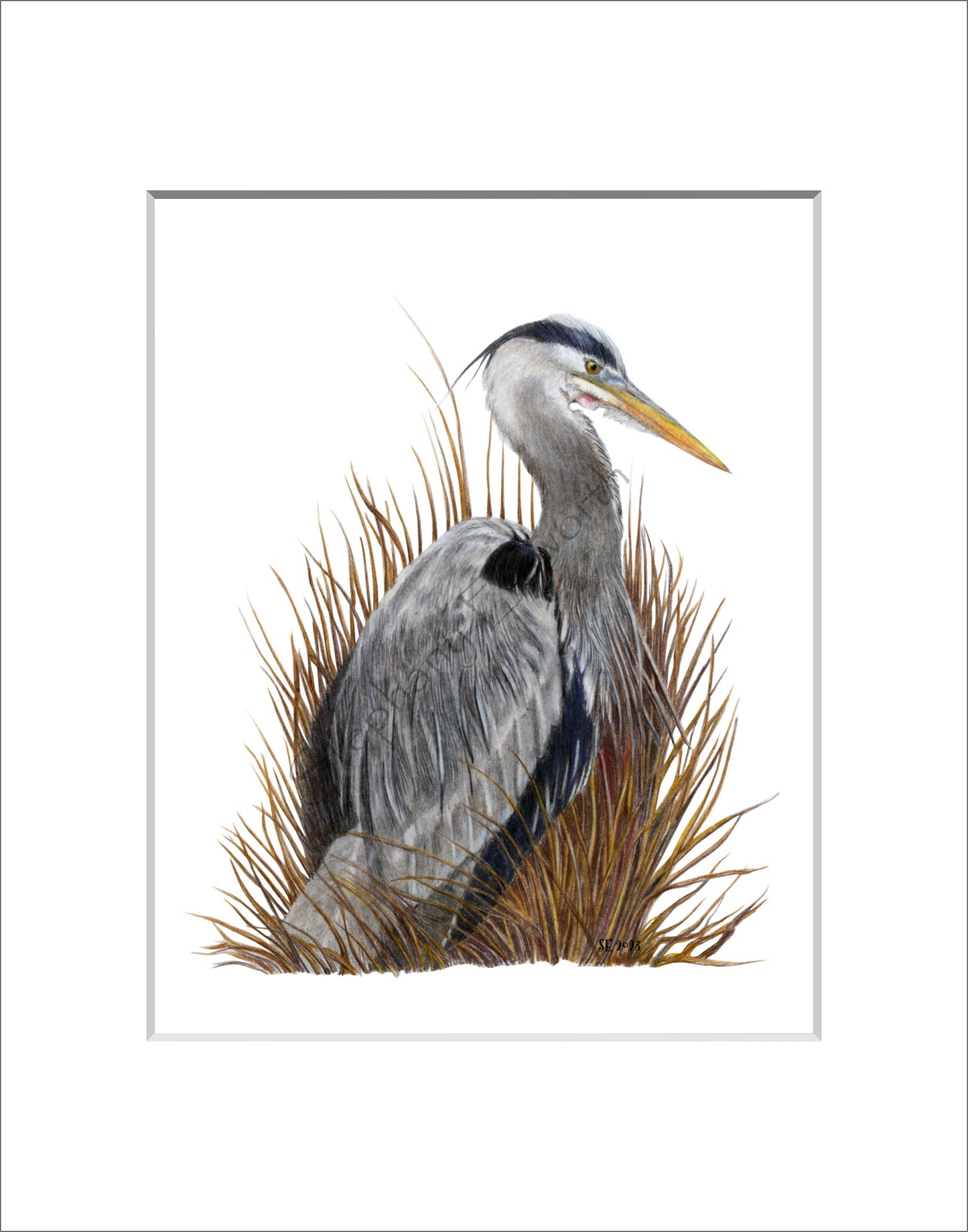 Great Blue Heron 8 x 10 Original Colored Pencil Illustration