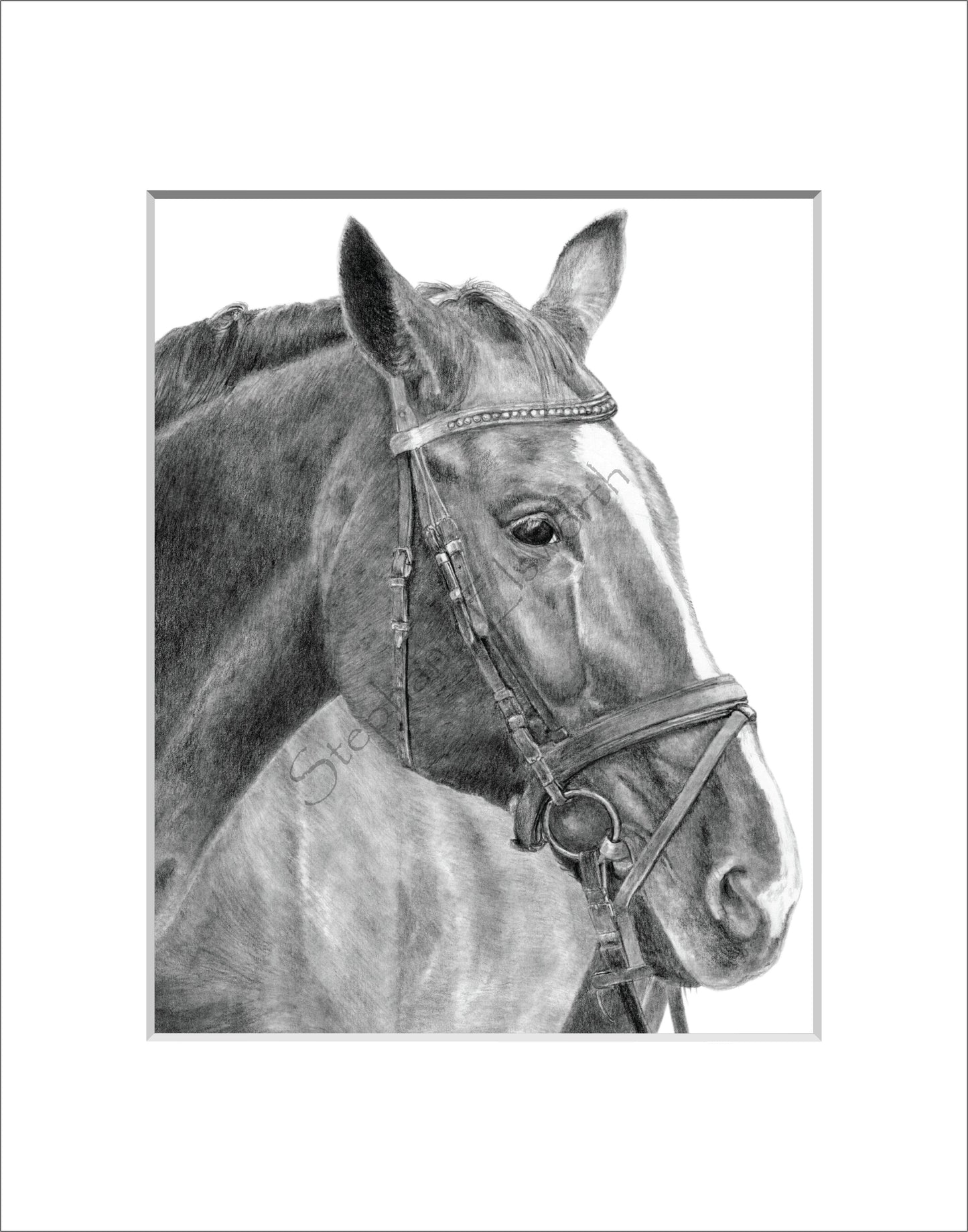 Horse 8 x 10 Original Graphite Pencil Drawing