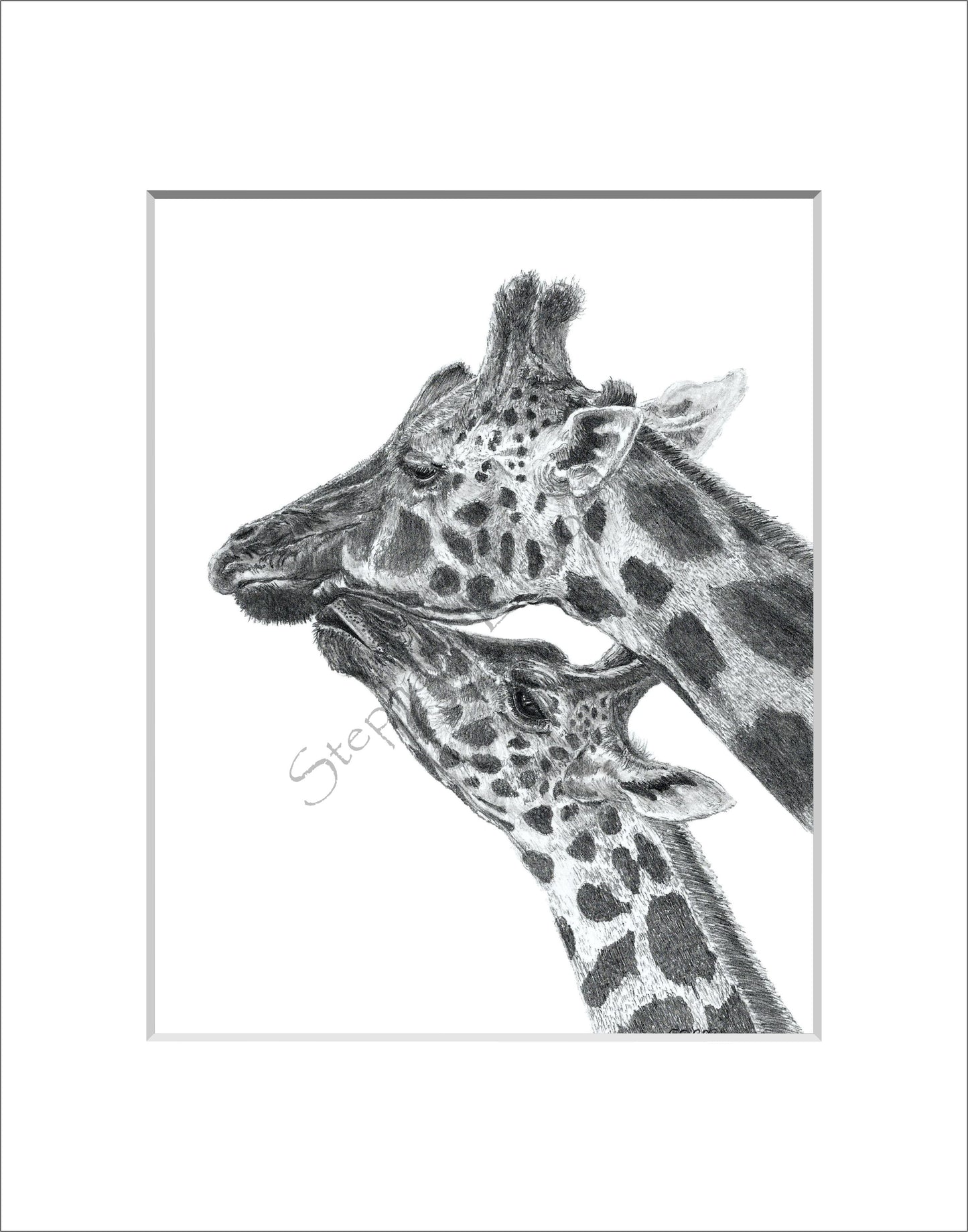 Giraffes 8 x 10 Original Graphite Pencil Drawing