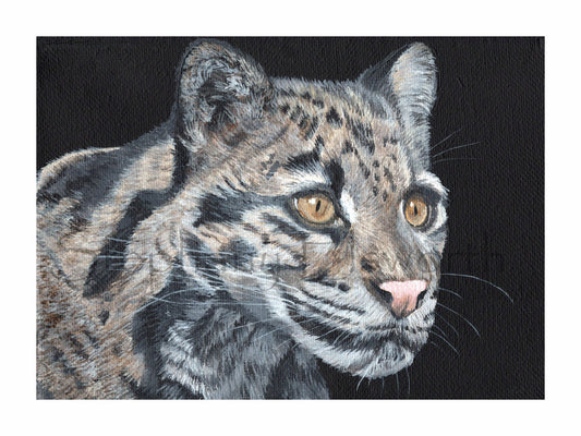Clouded Leopard Portrait 8 x 6 inch Giclee Fine Art Print
