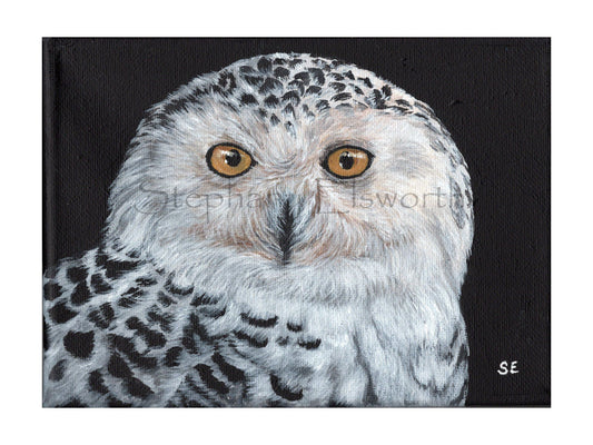 Snowy Owl 8 x 6 inch Giclee Print
