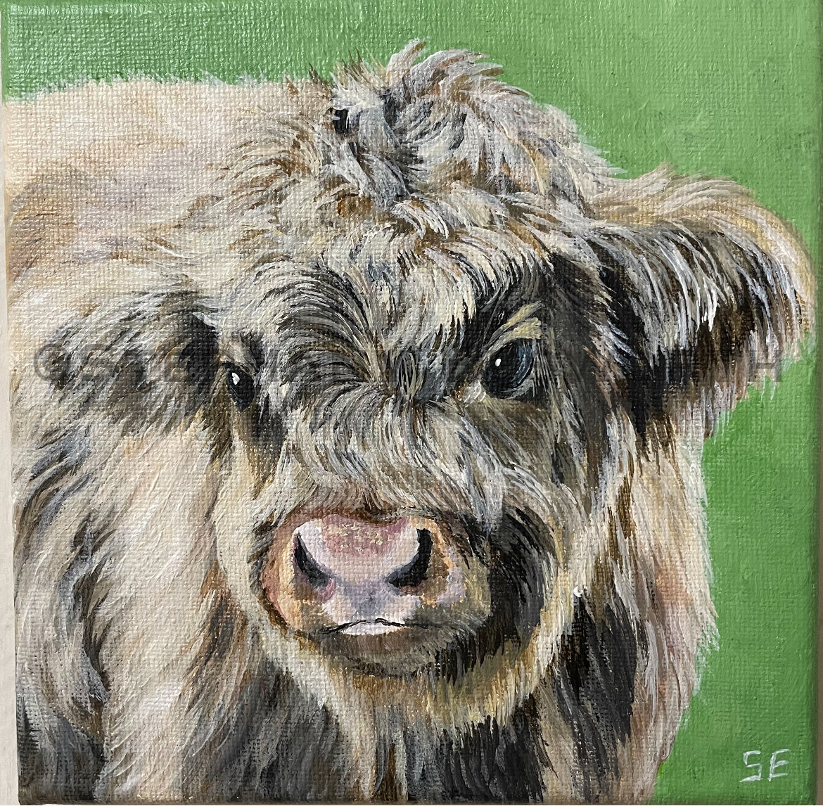 Scottish Highland Calf 6 x 6 inch Original Painting