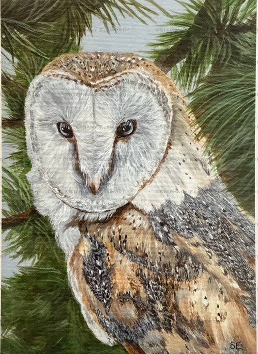 8 x 10 inch Barn Owl Original Painting