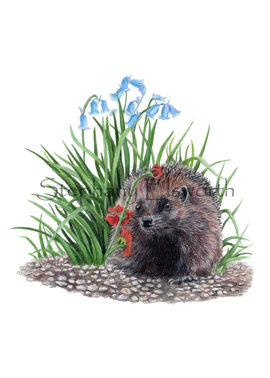 Hedgehog and Bluebells Colored Pencil Art Digital Download