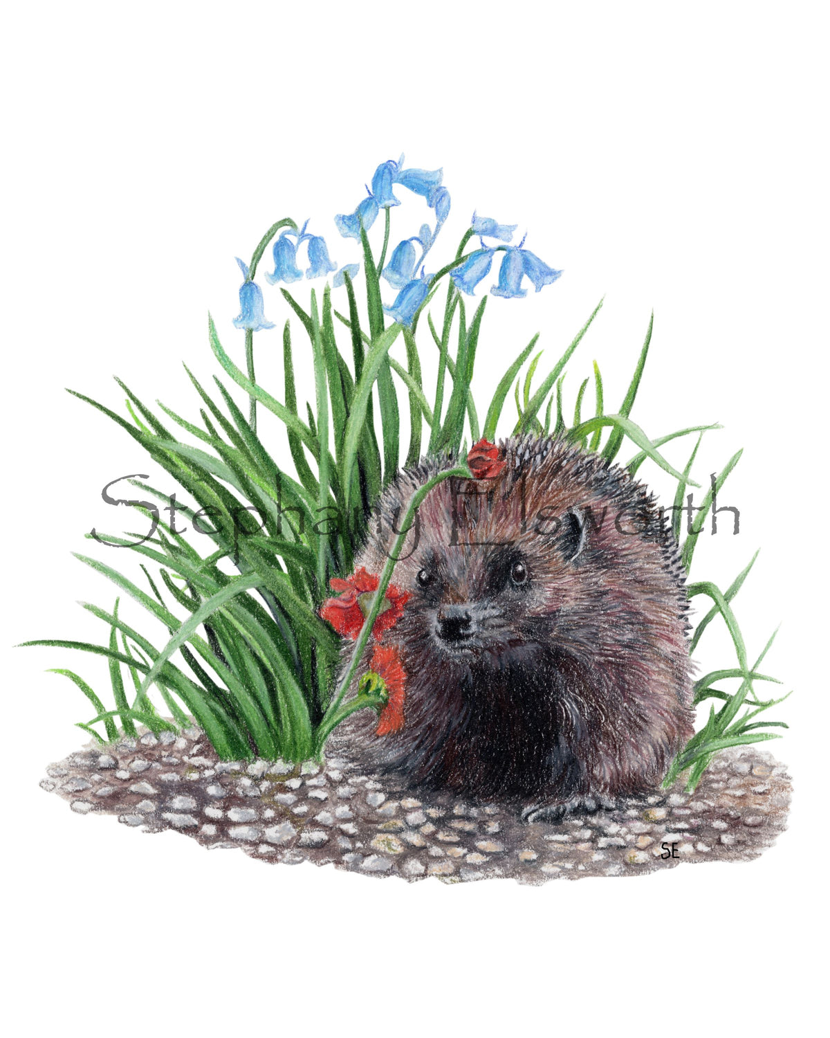 Hedgehog and Bluebells Colored Pencil Art Digital Download