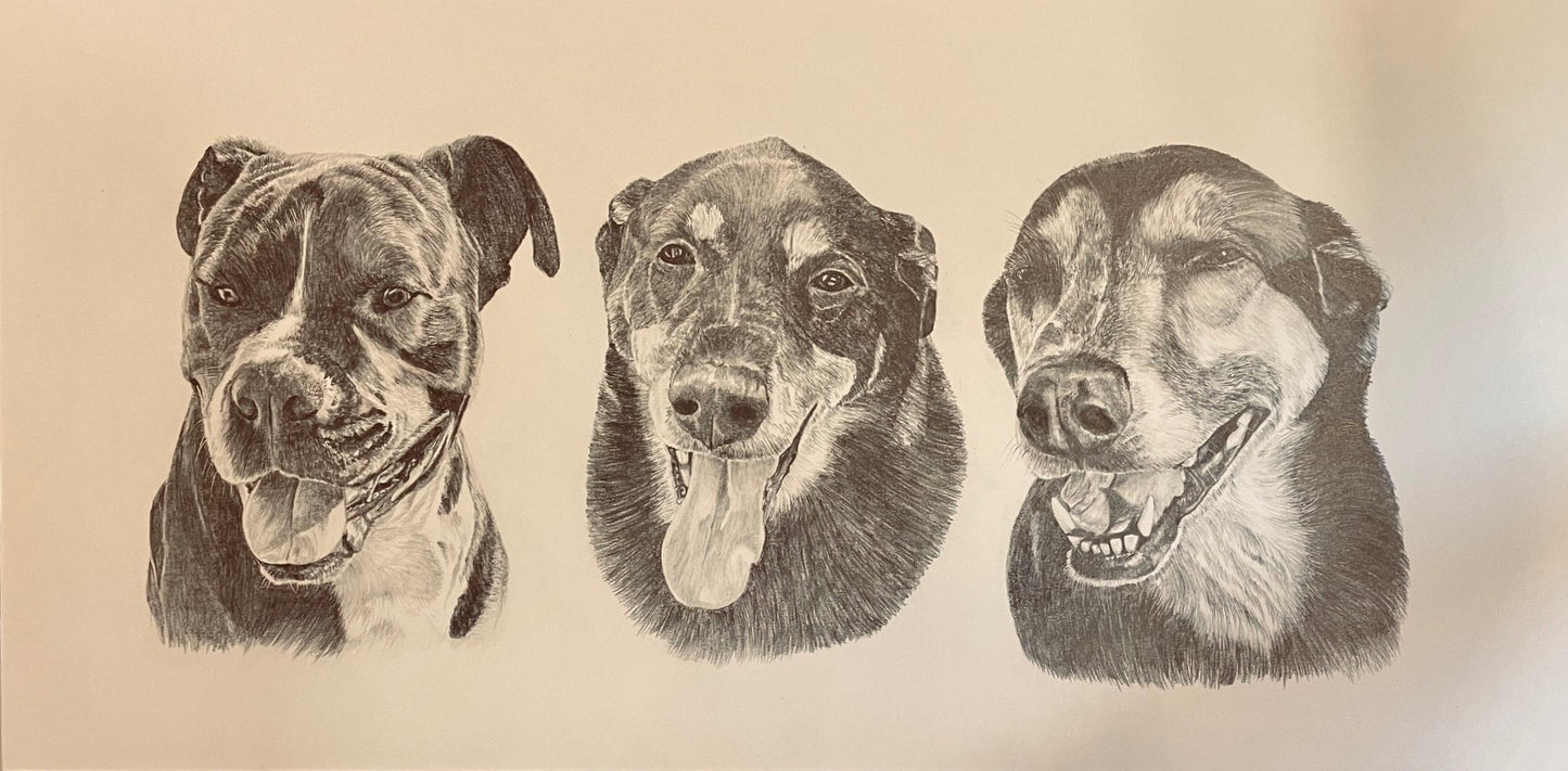 10 x 20 Inch Pencil Pet Portrait from Photo