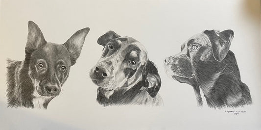10 x 20 Inch Pencil Pet Portrait from Photo