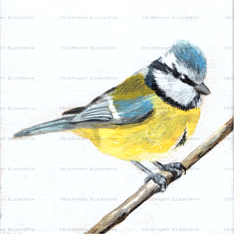 4 x 4 inch Eurasian Blue Tit Bird Original Miniature Acrylic Painting