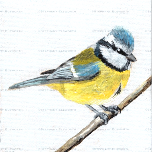 4 x 4 inch Eurasian Blue Tit Bird Original Miniature Acrylic Painting