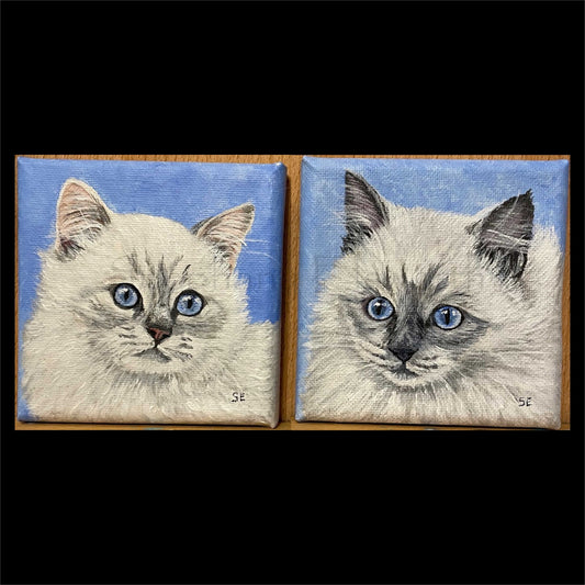 Ragdoll Kitten Pair Original 4 x 4 inch Miniature Acrylic Paintings on Stretched Canvas