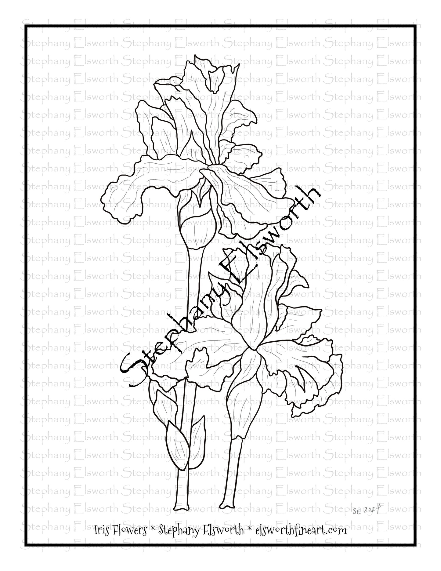 Iris Flower Free PDF Printable Coloring Page