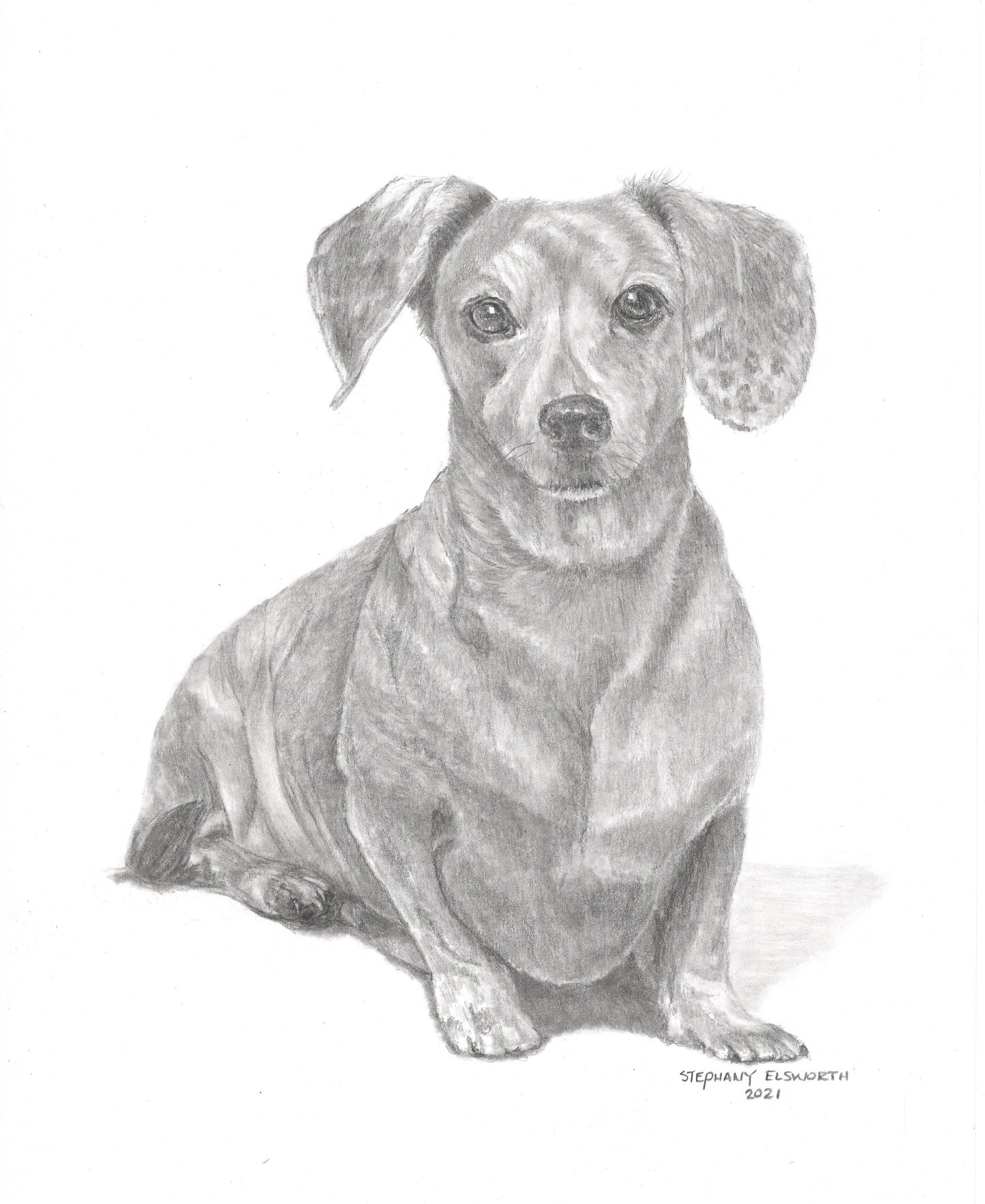 Custom Graphite Pencil Pet Portrait from Photo