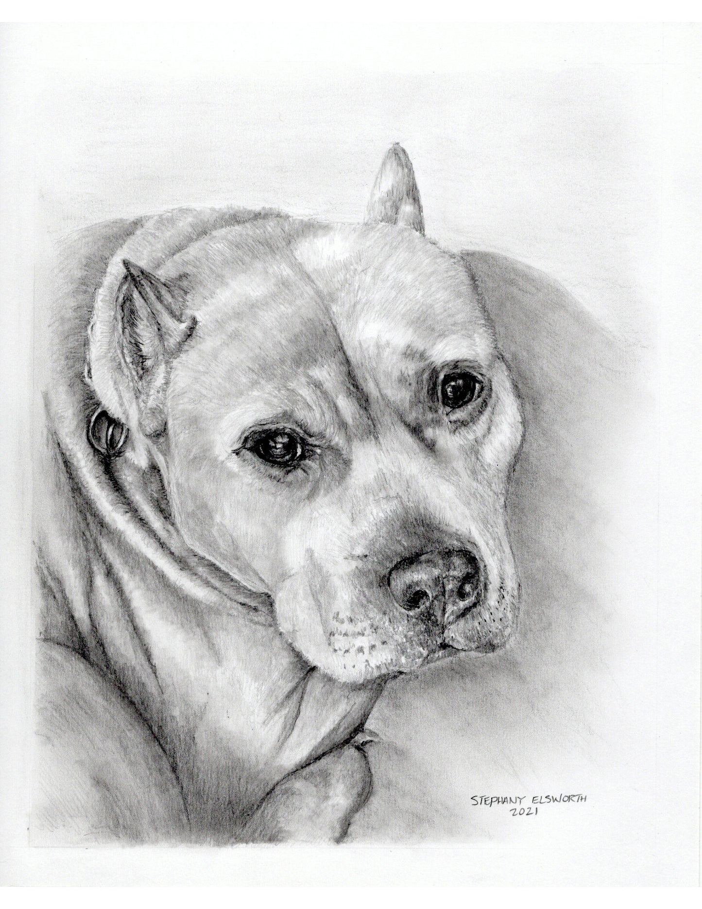 Custom Graphite Pencil Pet Portrait from Photo