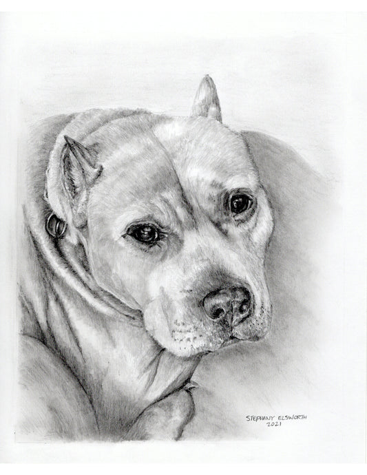 Custom Graphite Pencil Pet Portrait from Photo