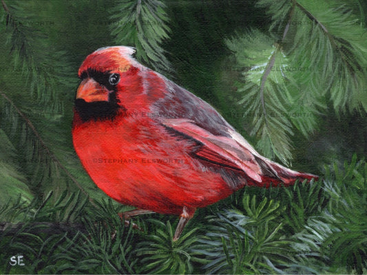 8 x 6 Cardinal on Pine Branch Original Acrylic Painting