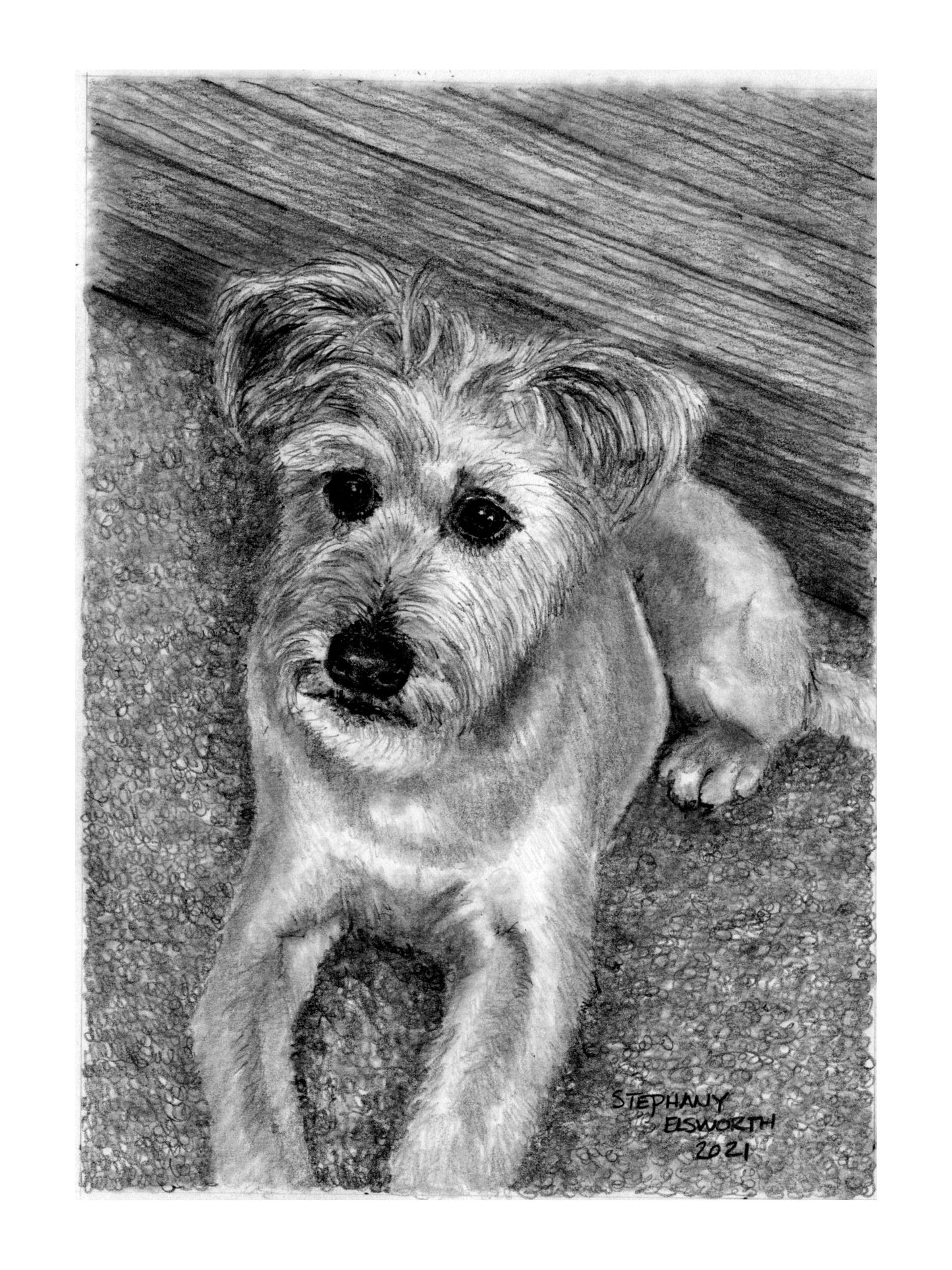 Custom Graphite Pencil Pet Portrait from Photo