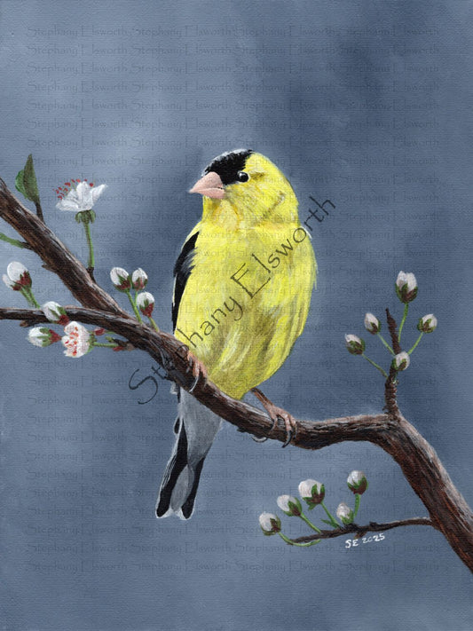 Goldfinch Giclee Fine Art Print