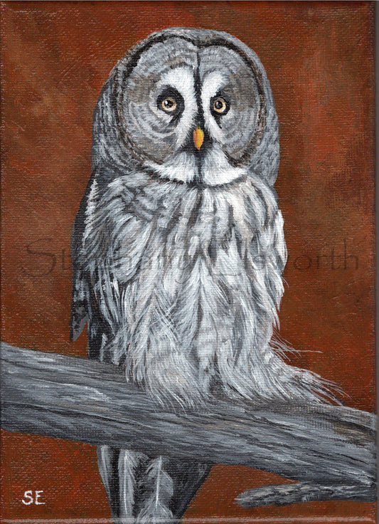 5 x 7 inch Great Gray Owl Original Acrylic Painting