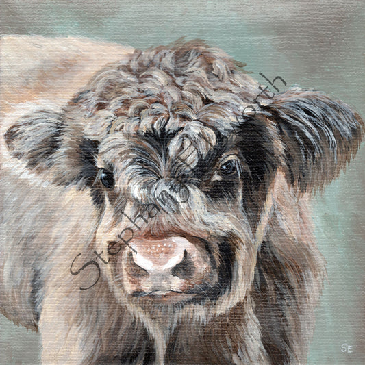 8 x 8 Scottish Highland Calf Original Acrylic Painting