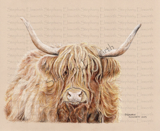 Scottish Highland Cow Giclee Print