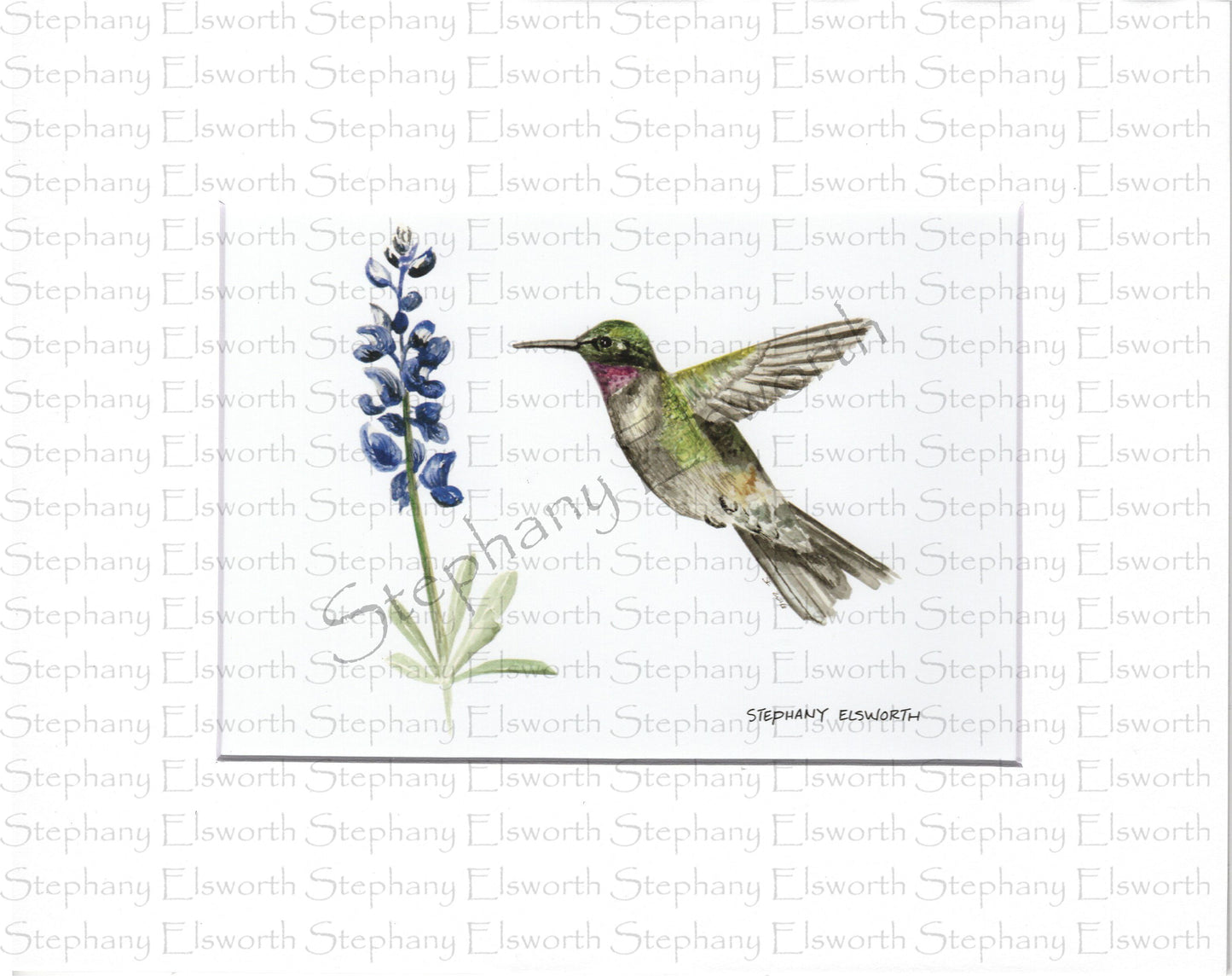 Hummingbird and Bluebonnet 5 x 7 Print in 8 x 10 Mat