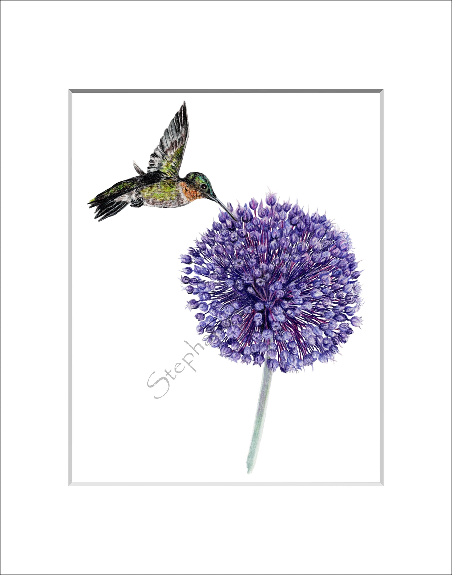 Hummingbird and Yorktown Onion 8 x 10 Fine Art Giclee Print in 11 x 14 mat