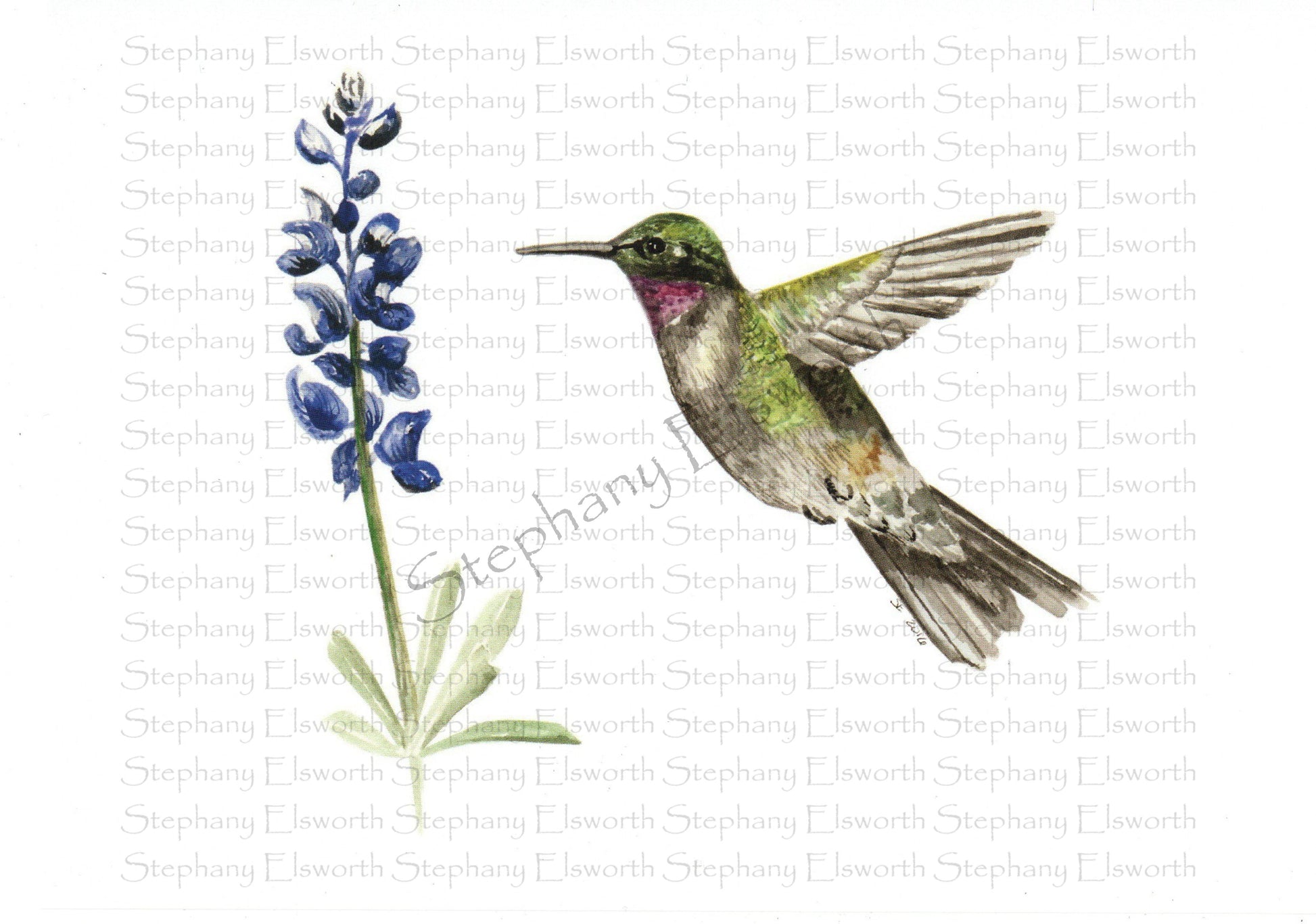 Hummingbird and Bluebonnet matted fine art print

