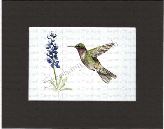 Hummingbird and Bluebonnet 5 x 7 Print in 8 x 10 Mat
