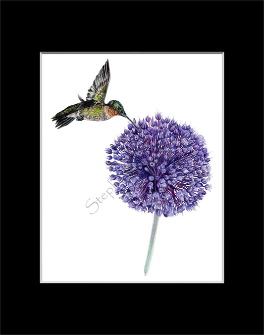 Hummingbird and Yorktown Onion 8 x 10 Original Colored Pencil Drawing in 11 x 14 Black Mat