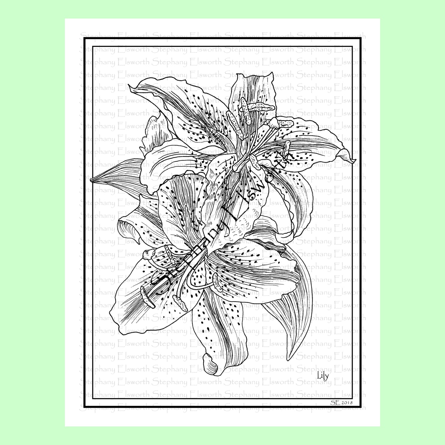 Lilies 8 1/2 x 11 Printable Instant Download Coloring Page