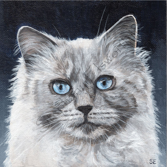Ragdoll Cat Original 6 x 6 Acrylic Painting