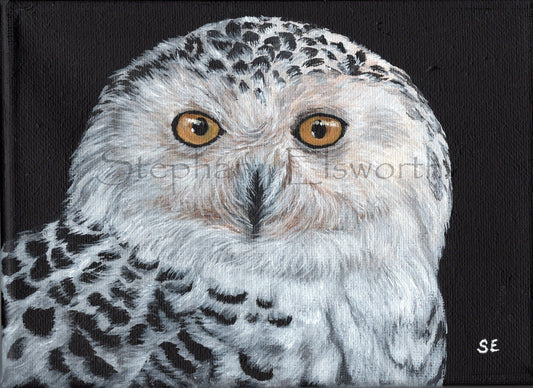 7 x 5 inch Snowy Owl Original Acrylic Painting on Canvas