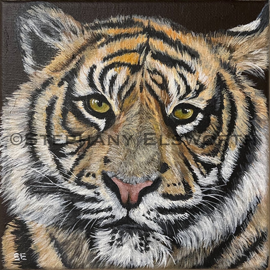 Tiger 6 x 6 inch Acrylic Painting 0n Canvas