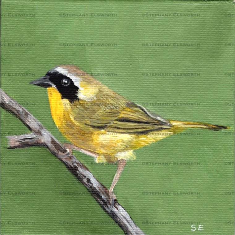 4 x 4 inch Yellowthroat Warbler Original Miniature Acrylic Painting