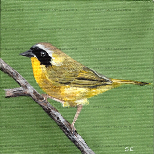 4 x 4 inch Yellowthroat Warbler Original Miniature Acrylic Painting
