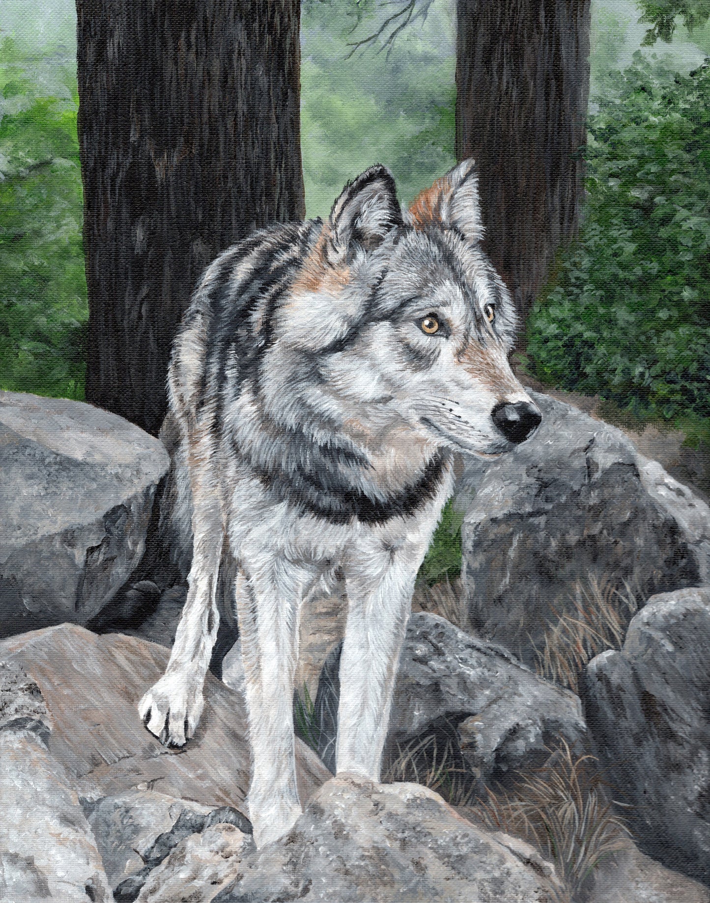 Wolf on Rocks 11 x 14 inch Original Custom Framed Acrylic Painting