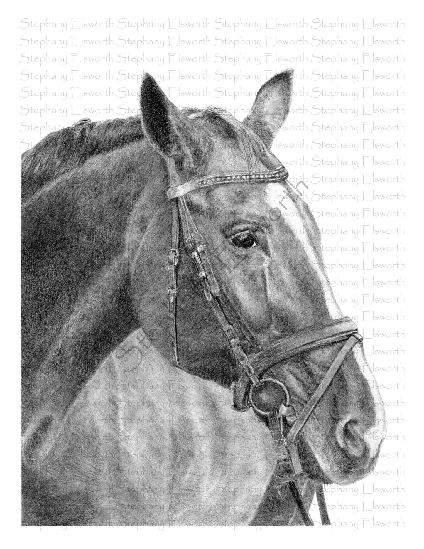 Horse Pencil Drawing 8 x 10 Fine Art Print in 11 x 14 mat